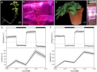 Tissue culture coupled with a gas exchange system offers new perspectives on phenotyping the developmental biology of Solanum lycopersicum L. cv. ‘MicroTom’